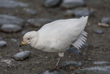Antarctic Dove, South Georgia Islands, Wildlife, 