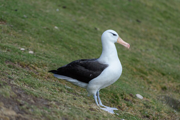Black-browed Albatross, Falkland Islands or Malvinas, wildlife,