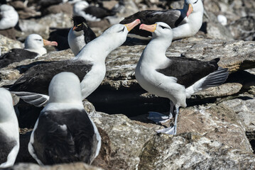 Naklejka premium Black-browed Albatross, Falkland Islands or Malvinas, wildlife,