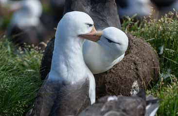 Obraz premium Black-browed Albatross, Falkland Islands or Malvinas, Wildlife, 