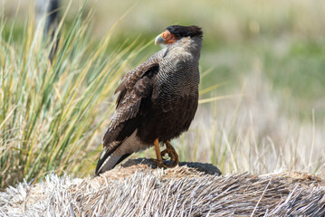 Caracara Austral, Falkland Islands or Malvinas, wildlife,