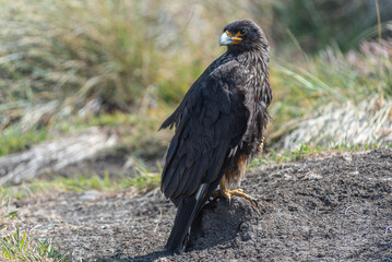 Caracara Austral, Falkland Islands or Malvinas, wildlife,