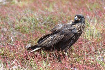 Caracara Austral, Falkland Islands or Malvinas, wildlife,