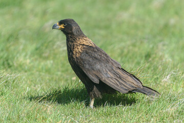 Caracara Austral, Falkland Islands or Malvinas, Wildlife, 