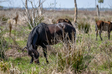 Wild Florida Horses