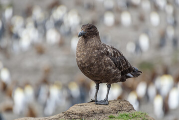 Catharacta skua, South Georgia Islands, wildlife, 
