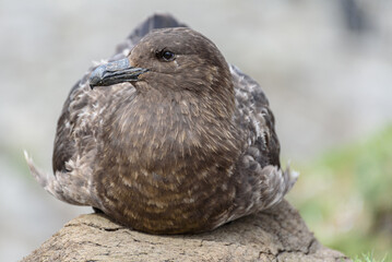 Catharacta skua, South Georgia Islands, wildlife, 