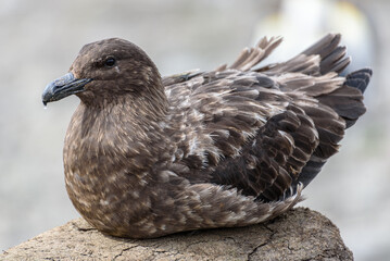 Catharacta skua, South Georgia Islands, wildlife, 