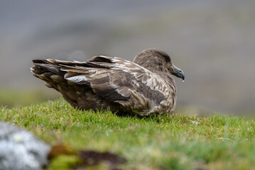 Catharacta skua, South Georgia Islands, wildlife, 