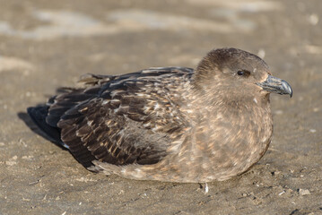 Catharacta skua, South Georgia Islands, wildlife, 