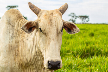 Um boi em primeiro plano com uma paisagem borrada ao fundo.