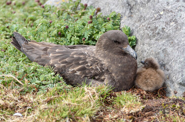 Catharacta skua, South Georgia Islands, Wildlife,