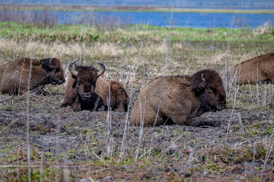 bison, buffalo, herd, animal, mammal, wildlife, wild, nature, bull, horns, fur, cow, yellowstone, brown, cattle, park, horned, european bison, horn, animals, big, head, grass, calf, american bison © mark