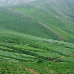 green grass and hills