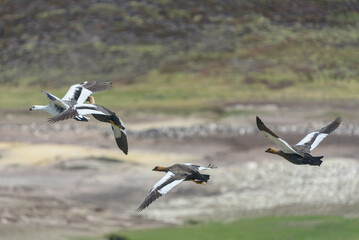 Fototapeta na wymiar Ruddy-headed Geese, Falkland Islands or Malvinas, Wildlife