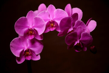 Fototapeta na wymiar orchid on black