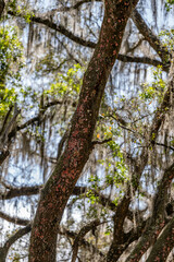 grass, plant, nature, leaf, summer, spring, leaves, macro, flora, foliage, closeup, garden, green, close-up, abstract, water, lawn, palm, growth, meadow, natural, field, freshness, plants, color