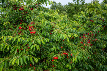 Cherry Groves (ripe) - Central Macedonia, Greece