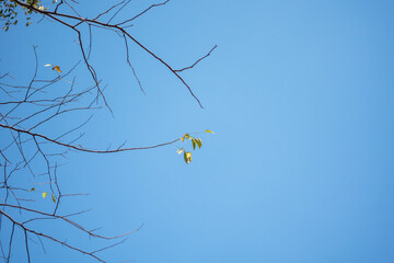 Branches in the sky with both green leaves and dead branches.