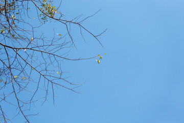 Branches in the sky with both green leaves and dead branches.