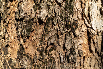 Old color texture on wood rustry .