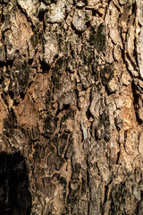 Old color texture on wood rustry .