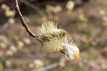 Weidenkätzchen