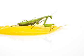 green praying mantis sits on a yellow autumn leaf on a white background. insect predator. nature and zoology