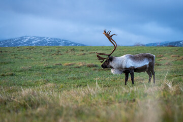 Naklejka na ściany i meble reindeer in Northern Norway 