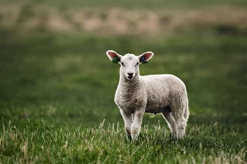Fotobehang sheep and lamb © Kirsten Solgård