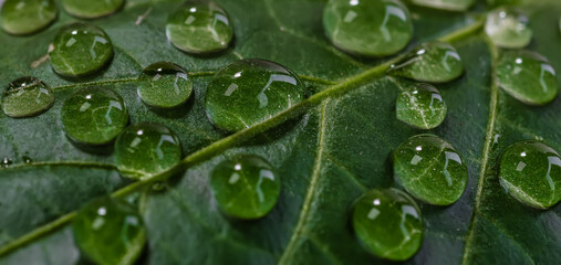 water drops on leaf