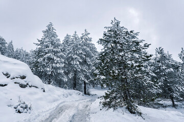 Snowy forest. Nice landscape of pine trees with snow and fog in Sierra Aitana, Alicante, Valencian community, Spain
