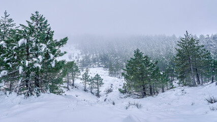 Snowy forest. Nice landscape of pine trees with snow and fog in Aitana mountain, Alicante, Valencian community, Spain