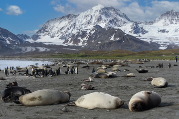 Fototapeta premium Wildlife