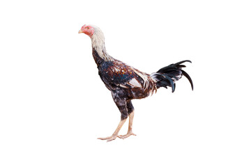 Chicken, Bantam, animal,