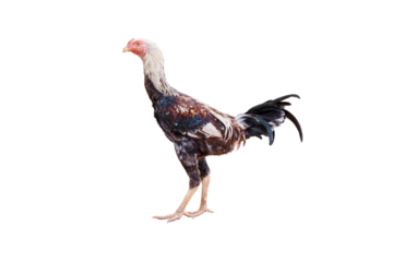 Chicken, Bantam, animal,