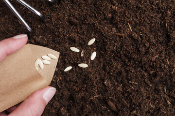Woman's hand holding brown paper pack with cucumber seeds and pouring seeds on a soil. 