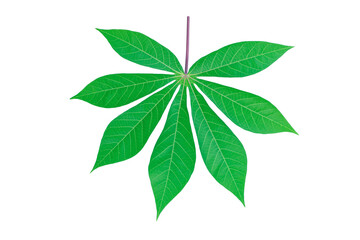 cassava leaf
