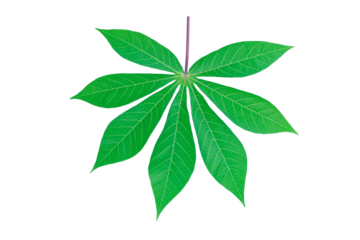cassava leaf