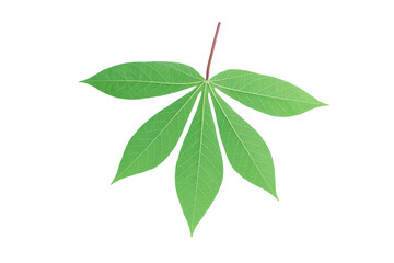cassava leaf