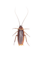 Cockroach