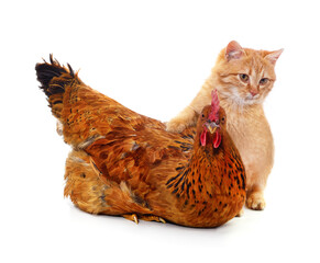 Kitten and chicken.
