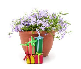 Blue phlox flowers in a pot with gifts.