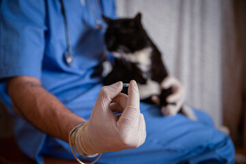 Close-up of a medicine given to a cat during a home doctor visit, copy space on the right