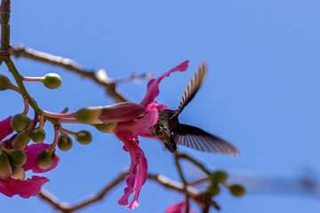 Picaflor recolectando néctar  © GABRIELA