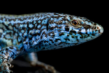 Esparto Island lizard (Podarcis pityusensis kamerianus)