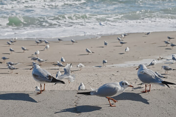 Seagulls feed on bread crumbs on a pier near the sandy seashore