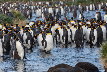 Fototapeta premium Wildlife