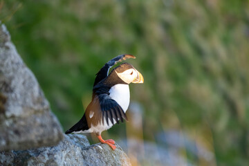 Puffin stretching its arms