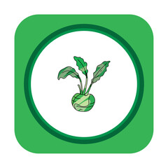 vegetable icon vector image with white background and green border